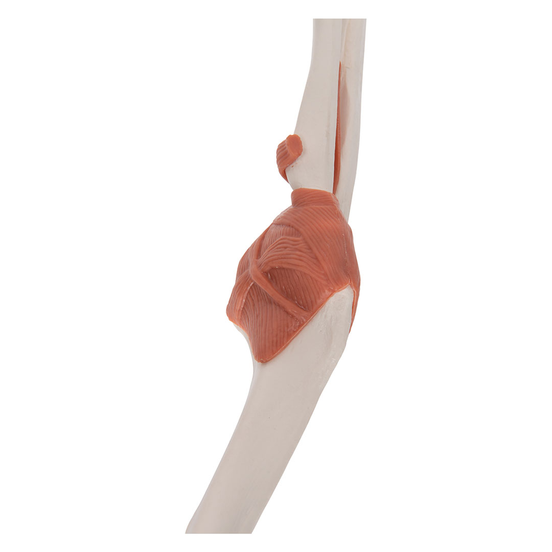 3B SCIENTIFIC Ellbogengelenk, Funktionsmodell (A83)