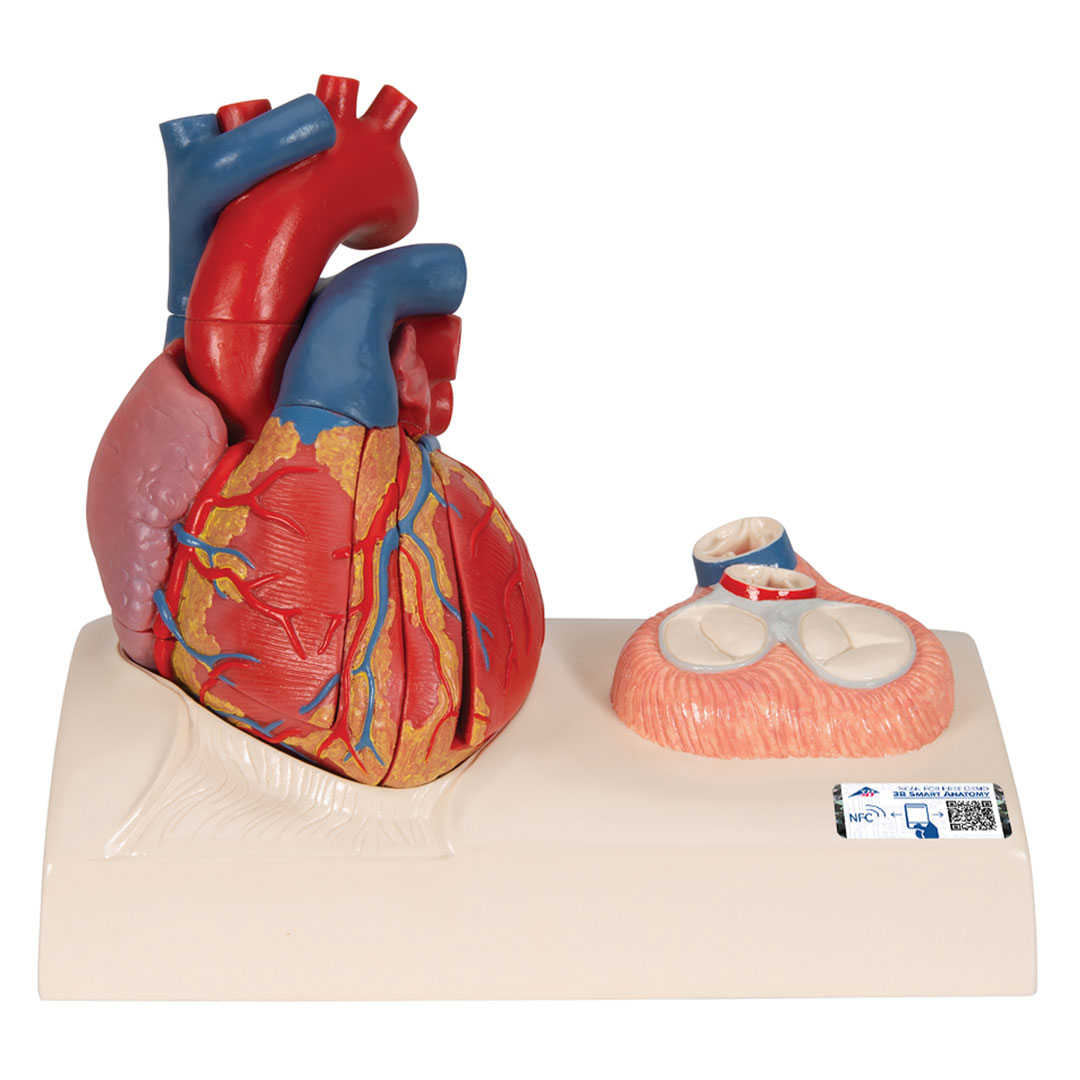 3B SCIENTIFIC Herzmodell in Lebensgröße , 5-teilig mit magnetischen Verbindungen