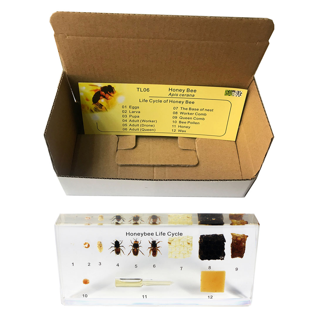 3B SCIENTIFIC Leben der Honigbiene (W59558)