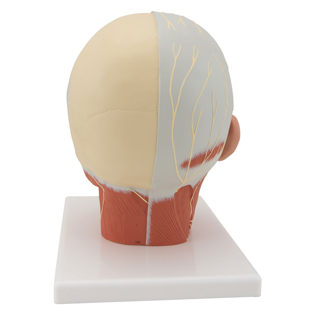 3B SCIENTIFIC Kupfmuskulatur mit Nerven (VB129)