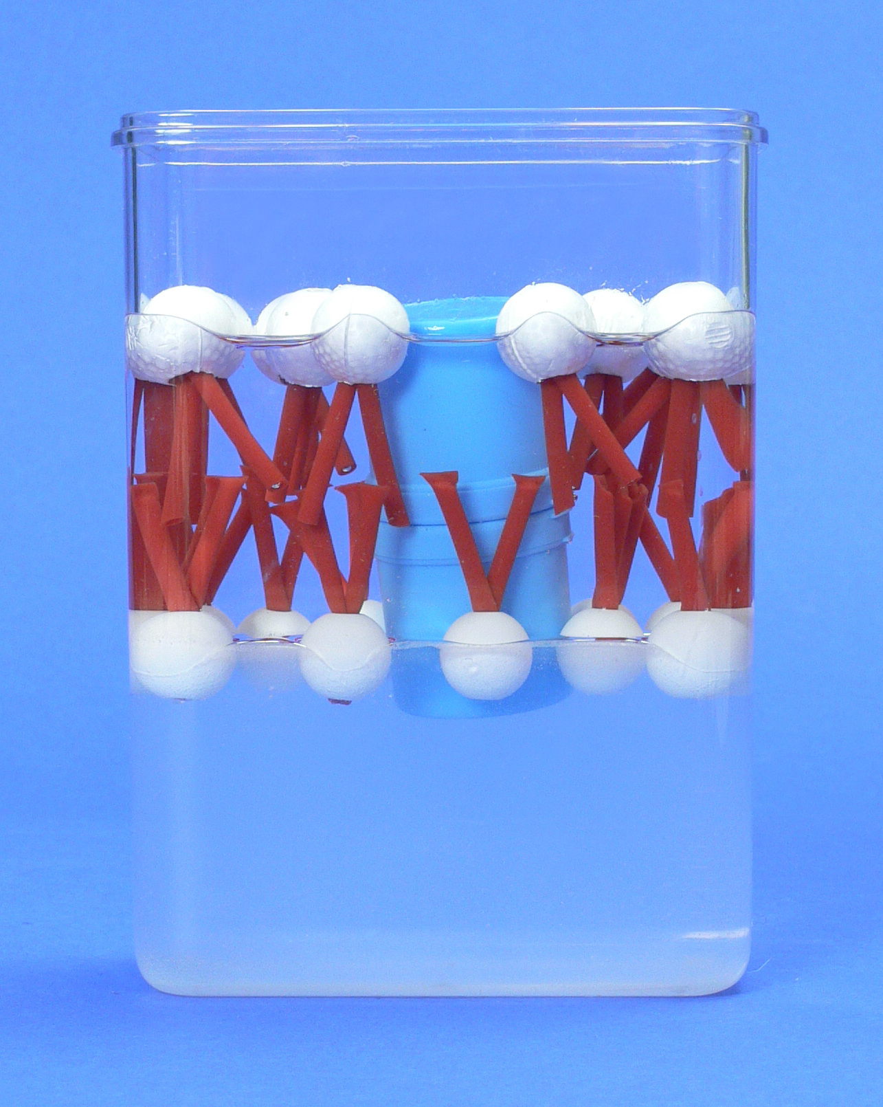 Biomembran Modell