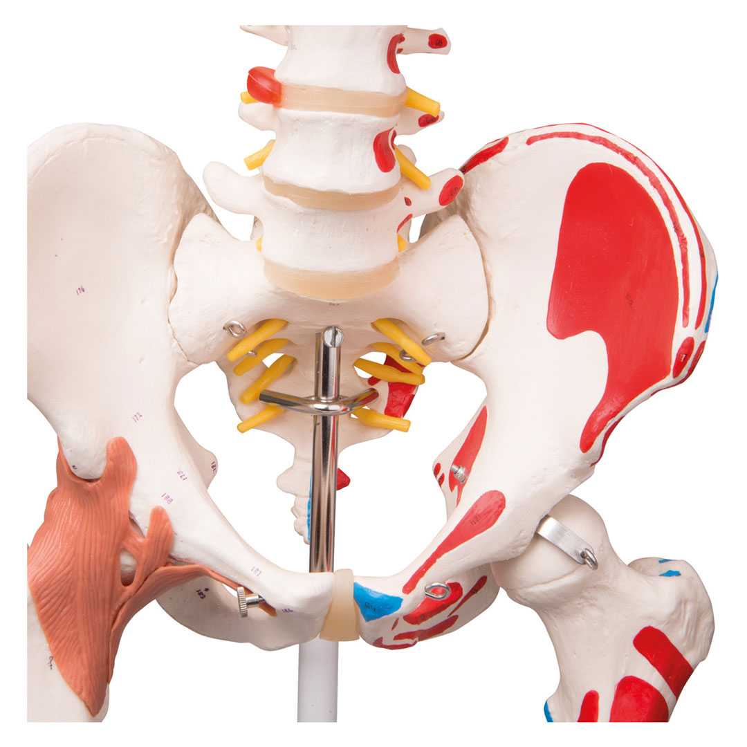 3B SCIENTIFIC Skelett Sam, mit Gelenkbändern, Muskelursprung etc. (A13) 3B SCIENTIFIC Skelett Sam, mit Gelenkbändern, Muskelursprung etc. (A13)