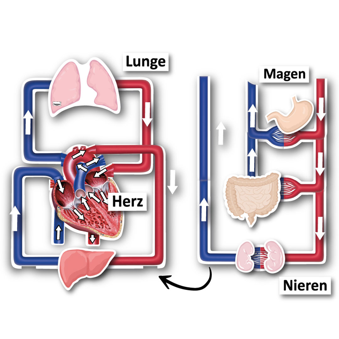 Blutkreislauf des Menschen, magnetisch, 34-teilig