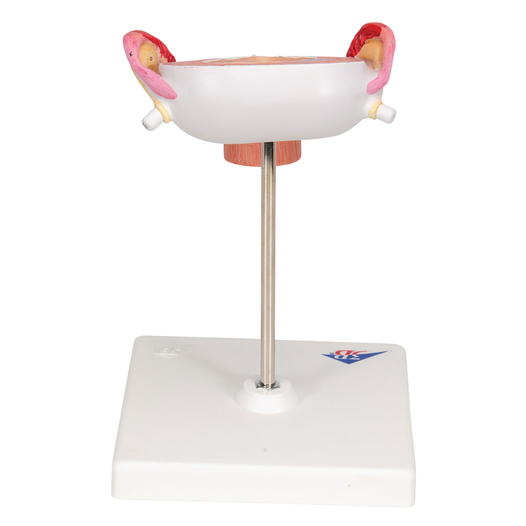 3B SCIENTIFIC Uterus mit Embryo, 3. Monat (L10/3)