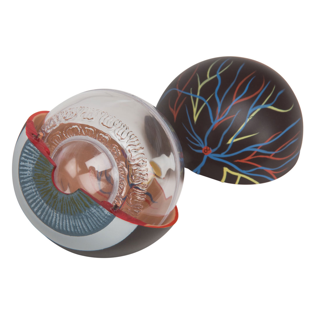 3B SCIENTIFIC Auge, 3-fache Grösse, 6-teilig (F15)