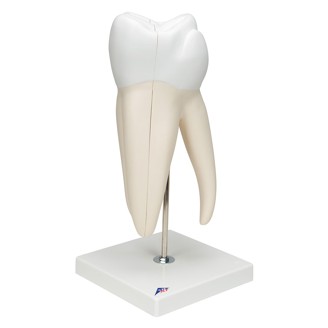 3B SCIENTIFIC Mahlzahn, oben, dreiwurzelig, 5-tlg. (D15)