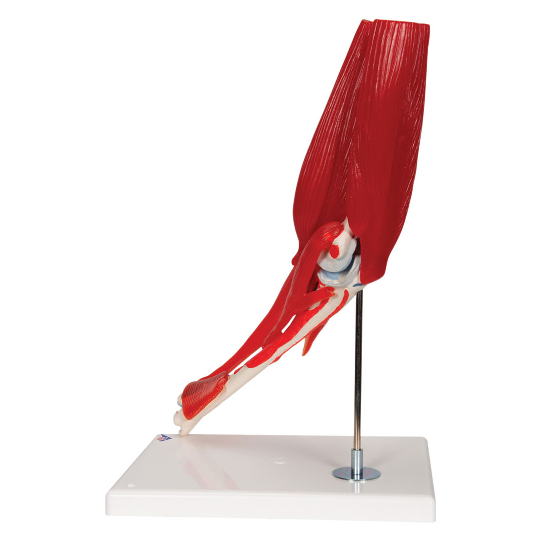 3B SCIENTIFIC Ellenbogengelenk, 8-teilig, Grösse 25x1x25c  (A883)