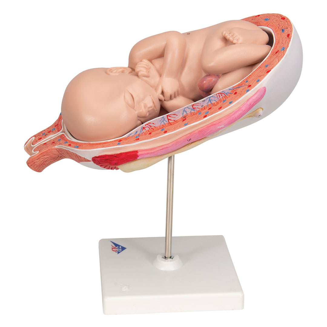 3B SCIENTIFIC Uterus mit Fetus, 7. Mt., 2-tlg. (L10/8)