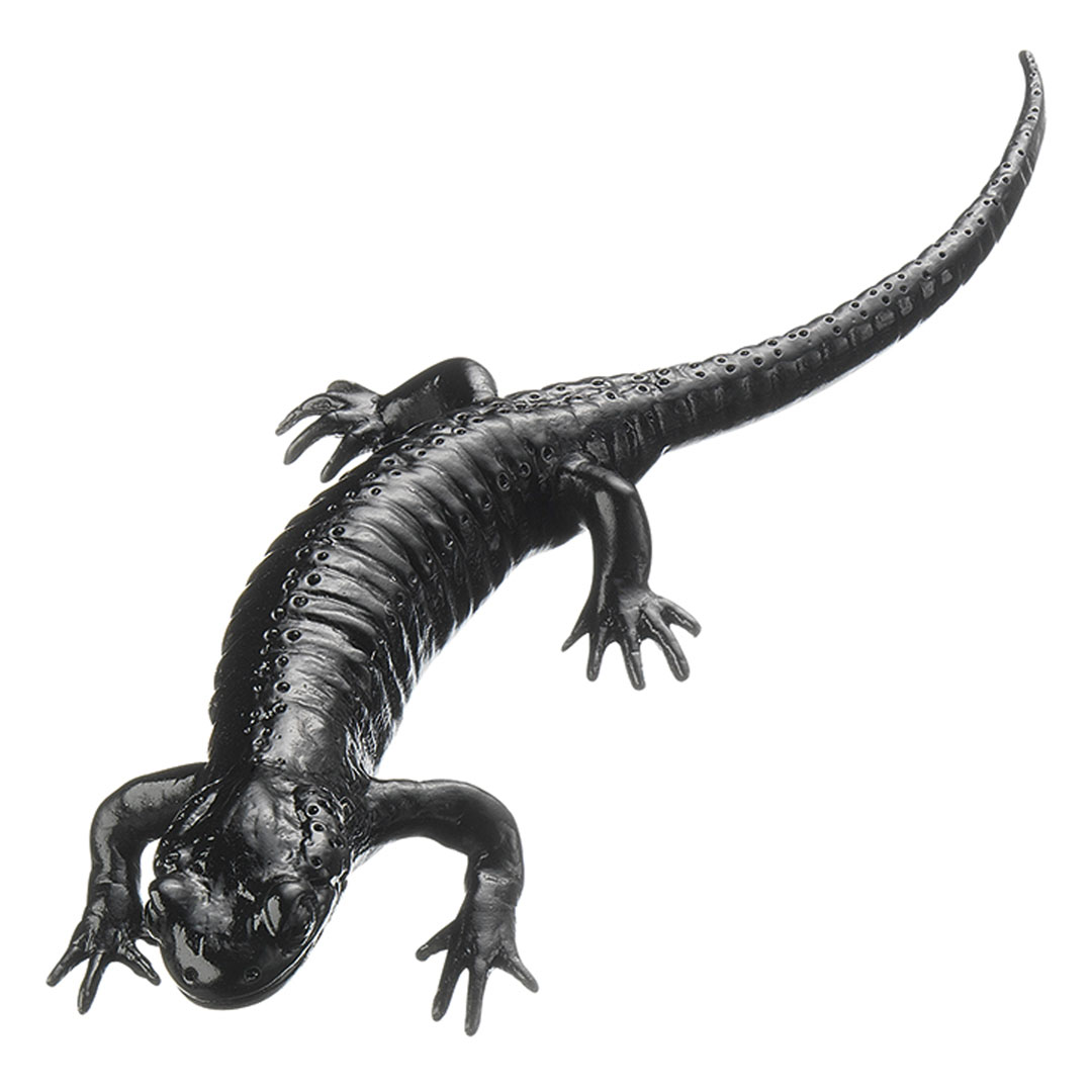 SOMSO® Alpensalamander, Weibchen