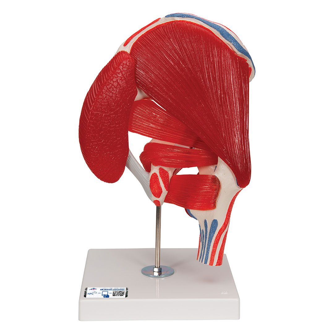 3B SCIENTIFIC Hüftgelenk, 7-teilig, Grösse 18x32x18cm (A881) 3B SCIENTIFIC Hüftgelenk, 7-teilig, Grösse 18x32x18cm (A881)