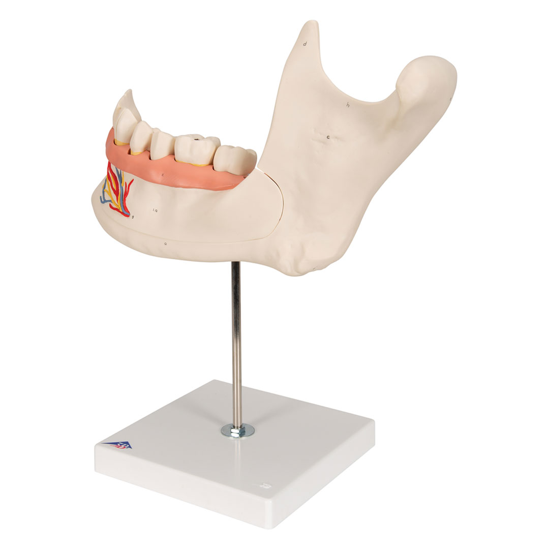 3B SCIENTIFIC Unterkiefer 6-tlg. (D25), 3-fach