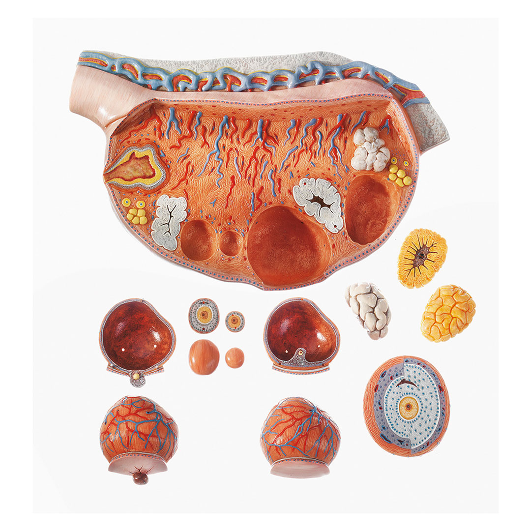 SOMSO® Eierstock (Ovarium)*