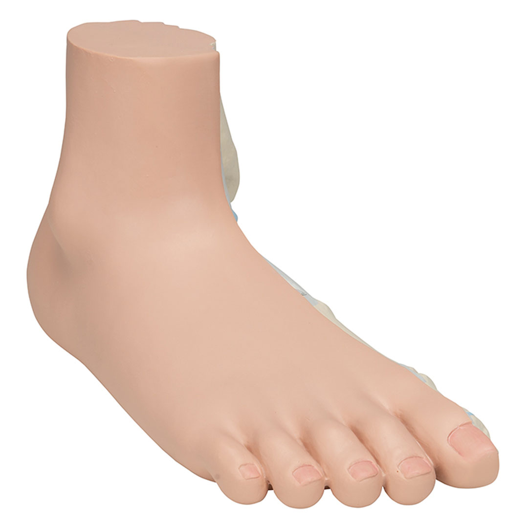 3B SCIENTIFIC Plattfuss, natürl. Grösse (M31)