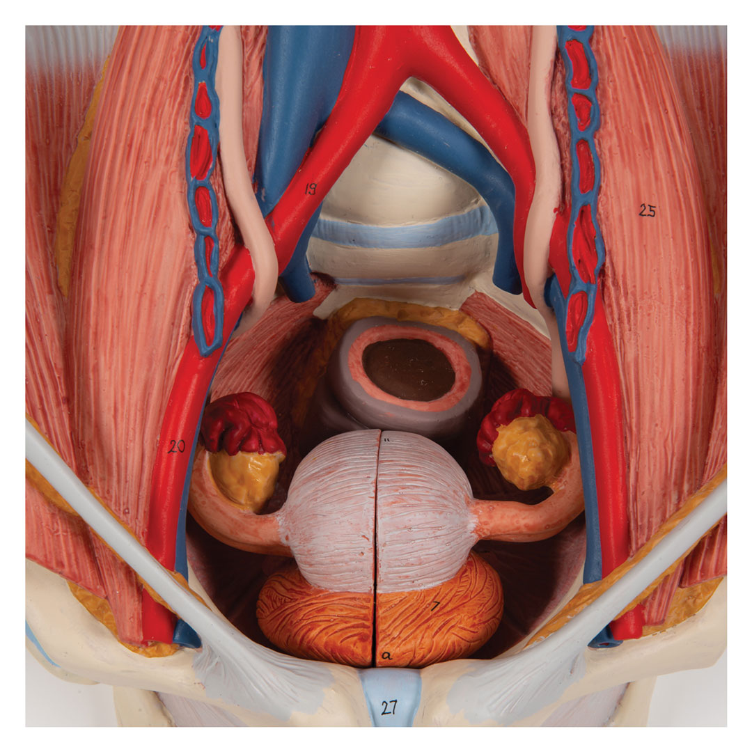 3B SCIENTIFIC Harnapparat, zweigeschl., 6-teilig (K32)