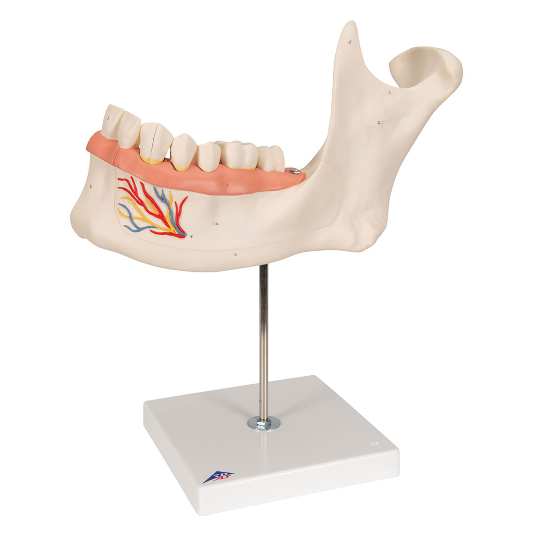 3B SCIENTIFIC Unterkiefer 6-tlg. (D25), 3-fach