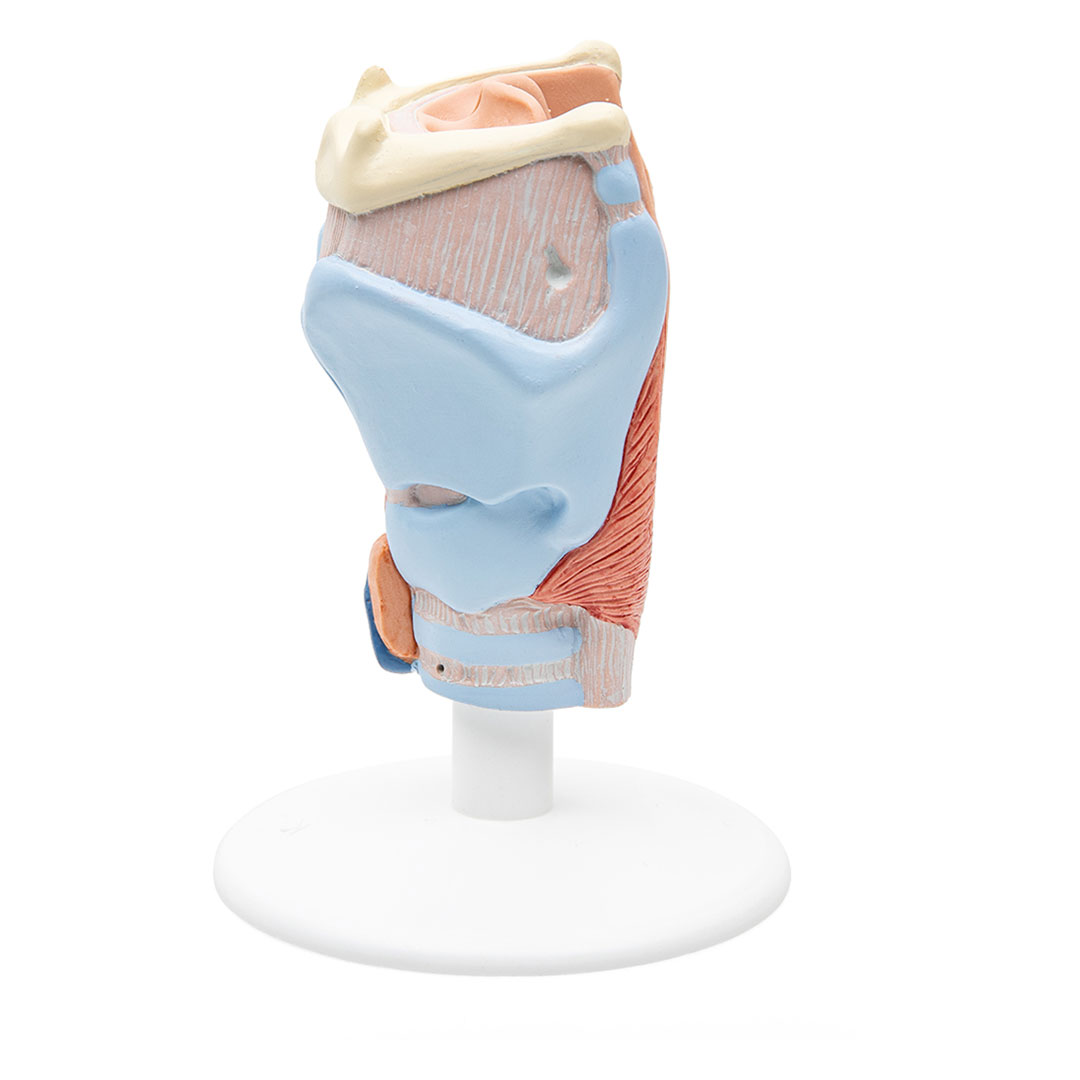 3B SCIENTIFIC Kehlkopf, 2-tlg., nat. Grösse (G22)