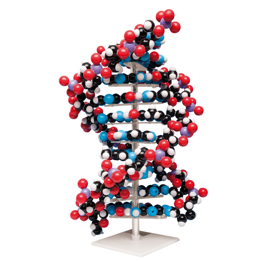 MOLYMOD Bausatz DNA Riesenmodell