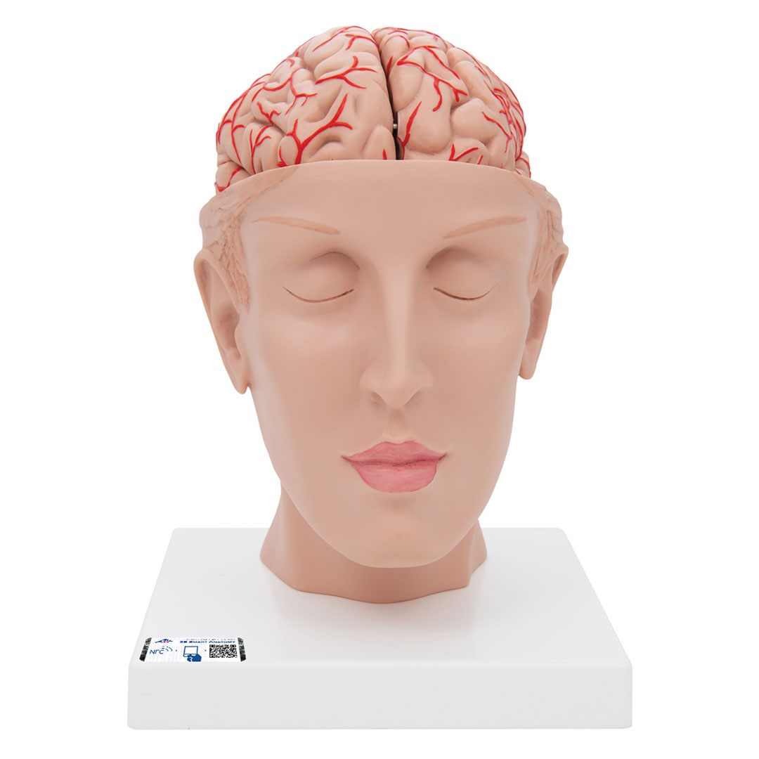3B SCIENTIFIC Gehirn mit Arterien auf Kopfbasis,8-teilig (C25)