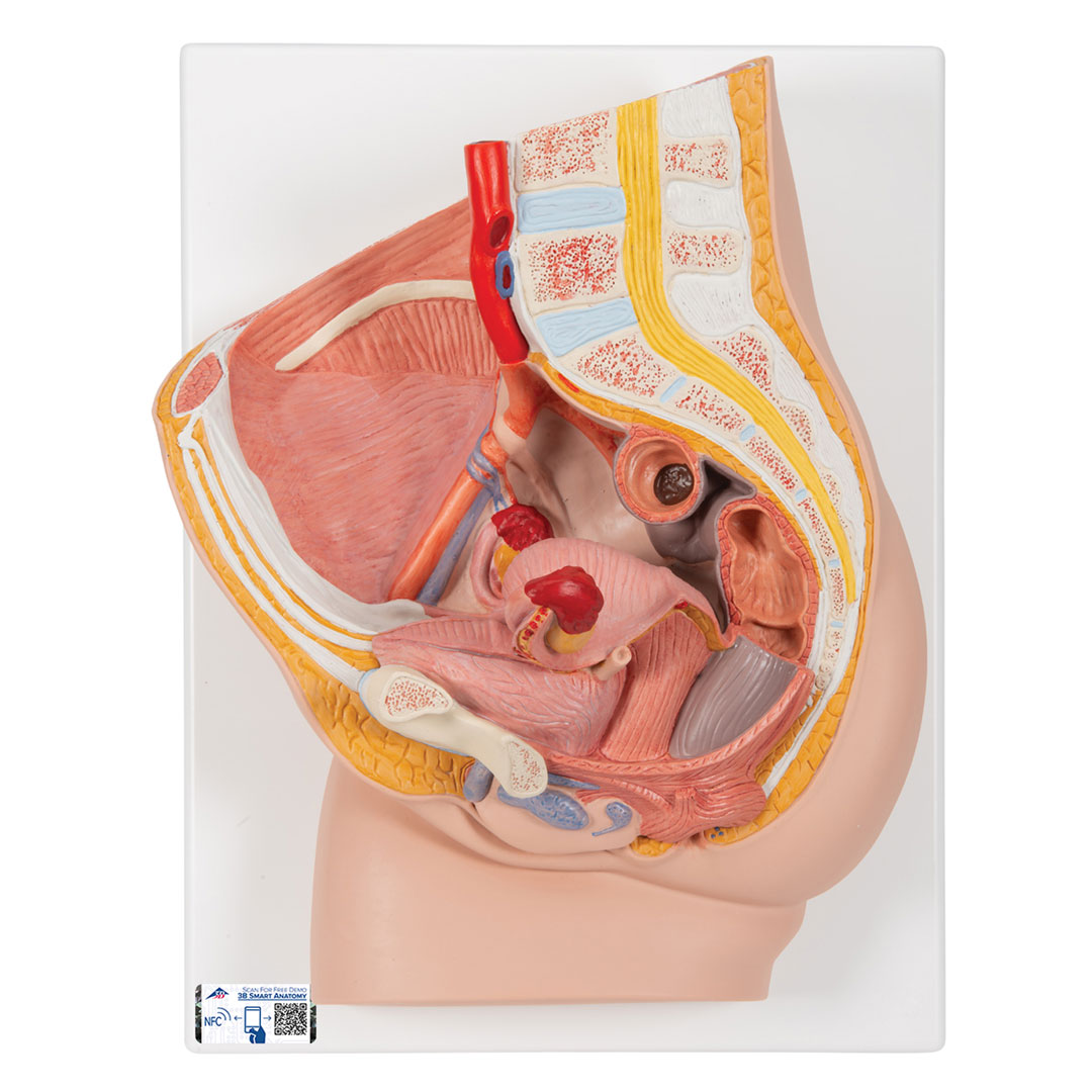 3B SCIENTIFIC Weibl. Becken, 2-teilig, Medianschnitt (H10)