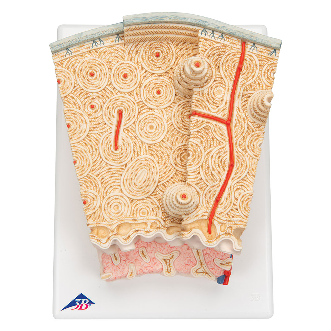 3B SCIENTIFIC Knochenstruktur (A79)