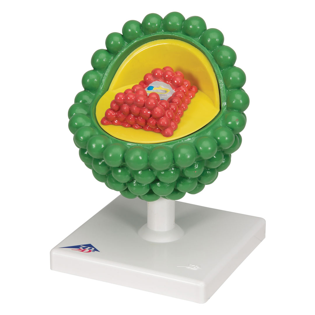 3B SCIENTIFIC Aids-Virus, vergr. 1 000 000x (L40)