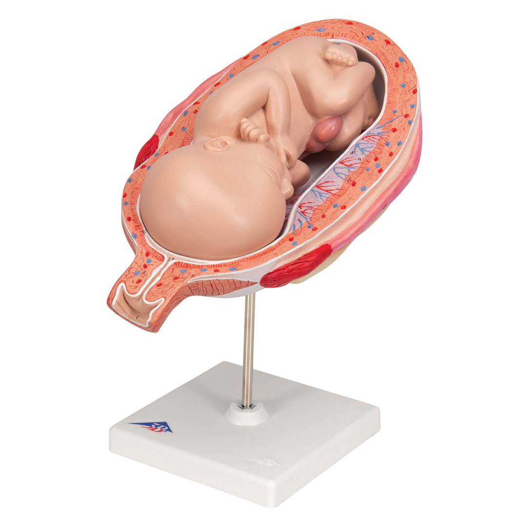 3B SCIENTIFIC Uterus mit Fetus, 7. Mt., 2-tlg. (L10/8)