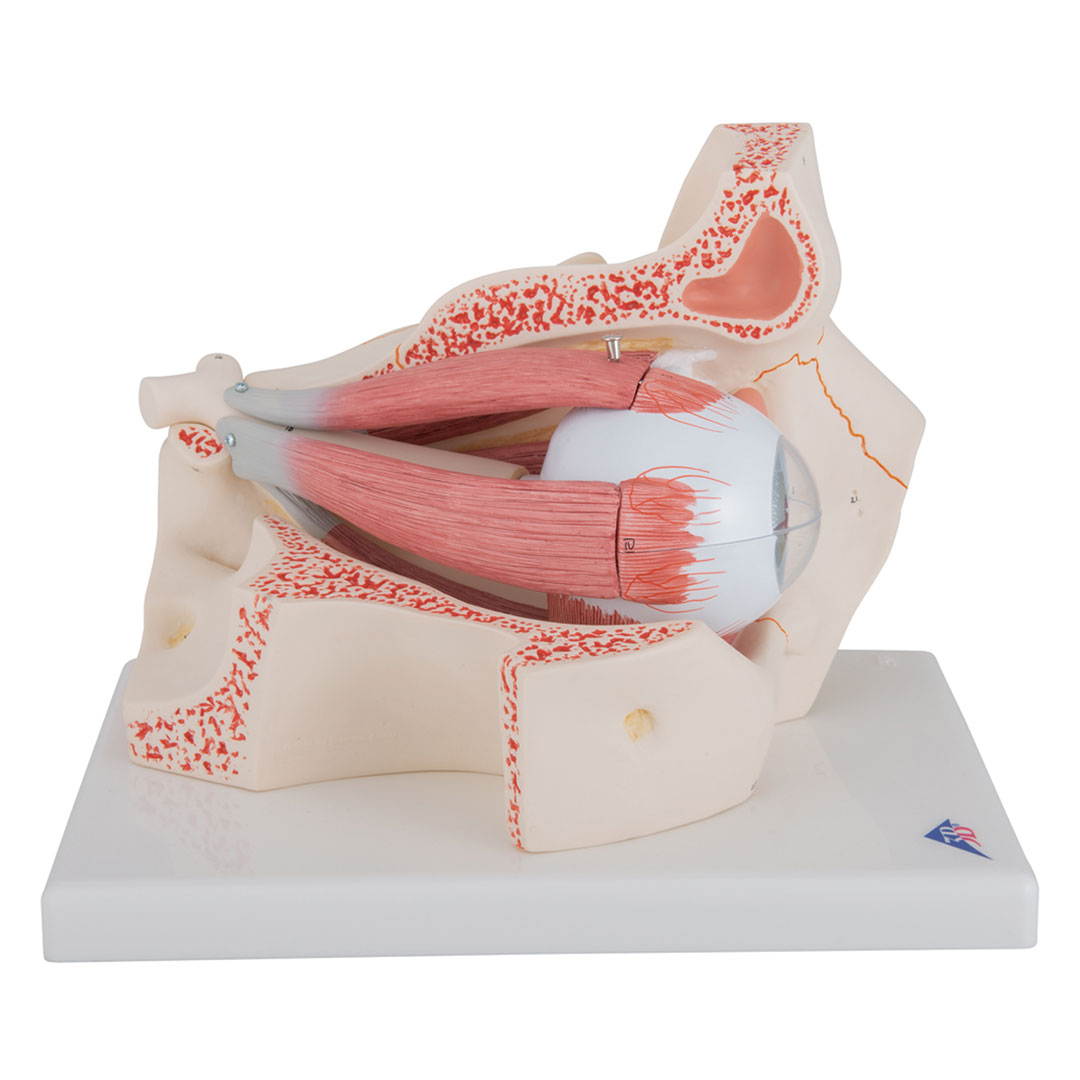 3B SCIENTIFIC Auge i.Augenhöhle, 7-tlg., 3-fach vergr. (F13), Grösse 18x26x19cm