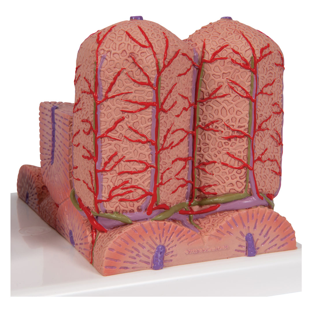 3B SCIENTIFIC Leber, MICROanatomy (K24)