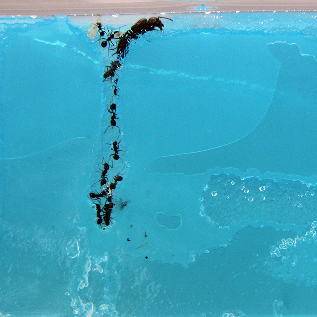 Ameisenbeobachtungs-Set