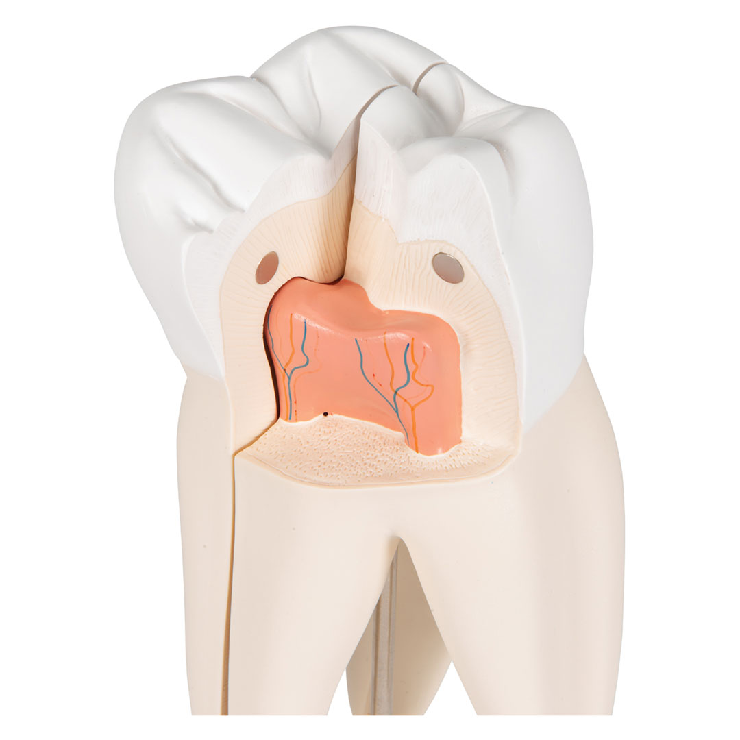 3B SCIENTIFIC Mahlzahn, oben, dreiwurzelig, 3-teilig (D10/5)