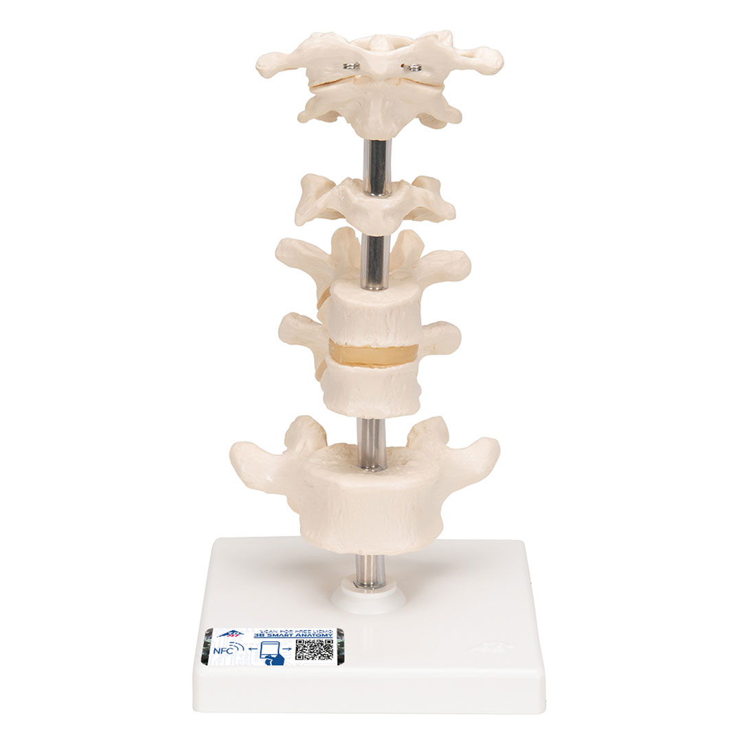 3B SCIENTIFIC Wirbel, 6Stück (A75)
