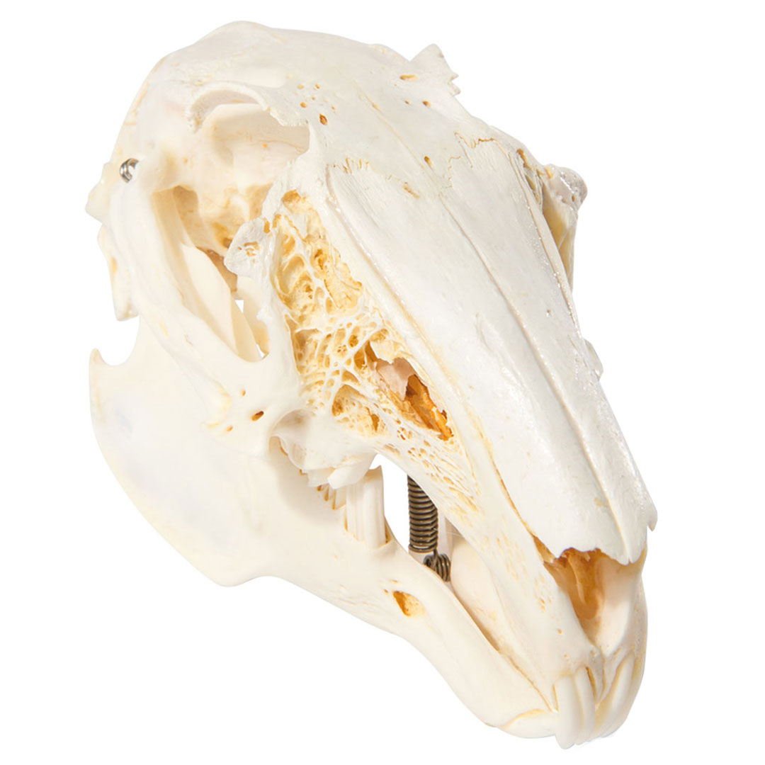 3B SCIENTIFIC Kaninchenschädel, Skelett