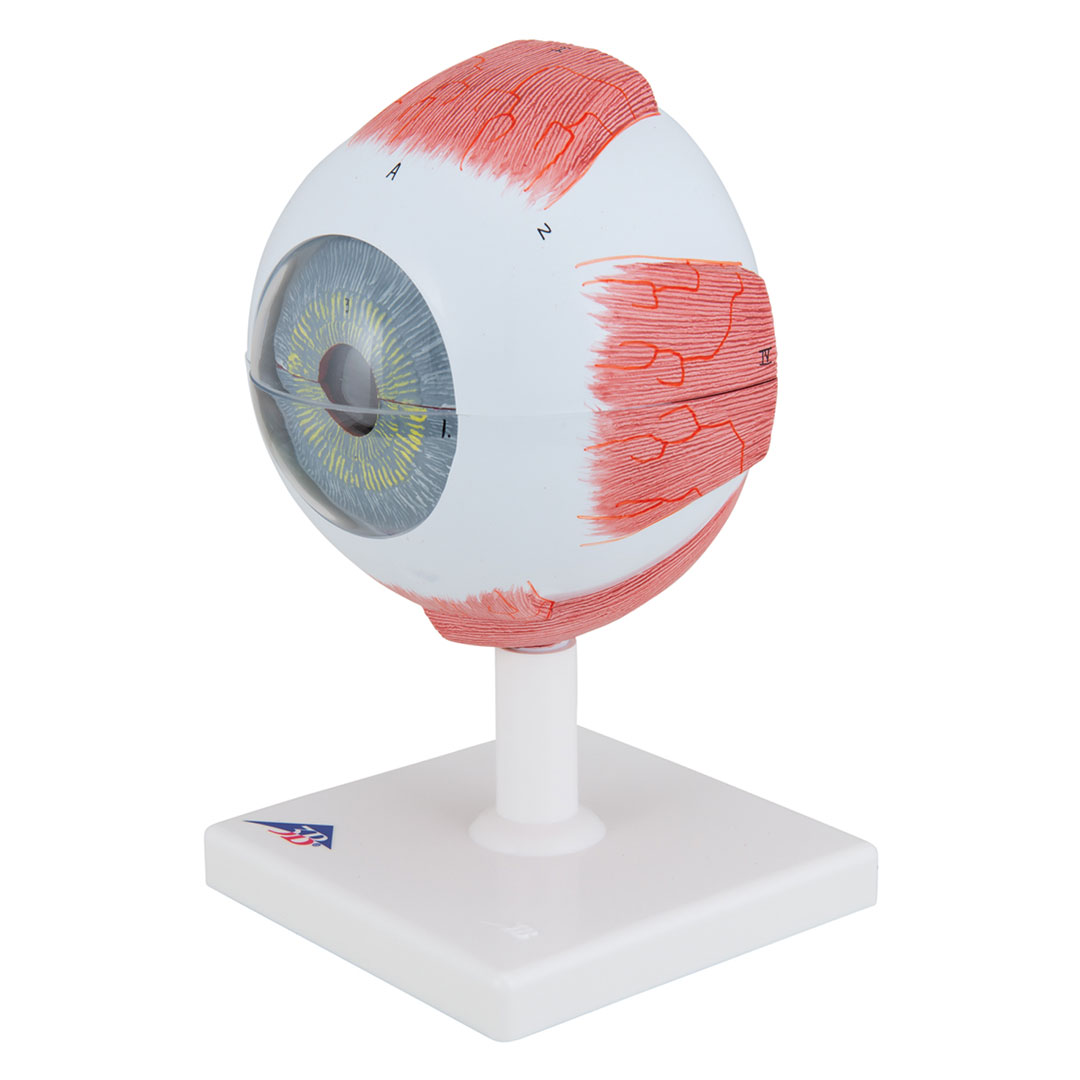 3B SCIENTIFIC Auge, 6-tlg., 5-fach vergr. (F10), Riesenauge