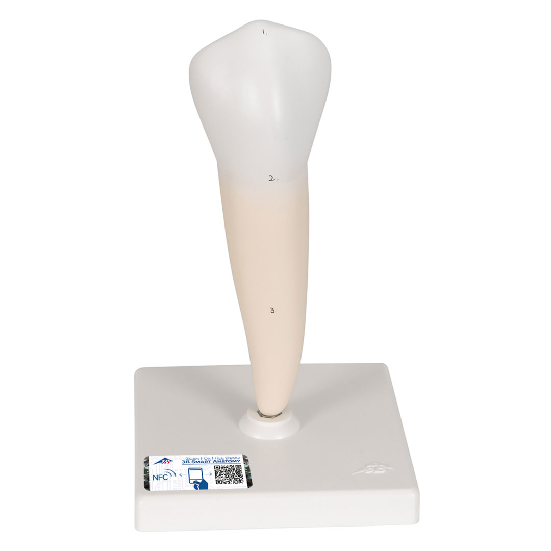 3B SCIENTIFIC Backenzahn, unten, einwurzelig (D10/3)