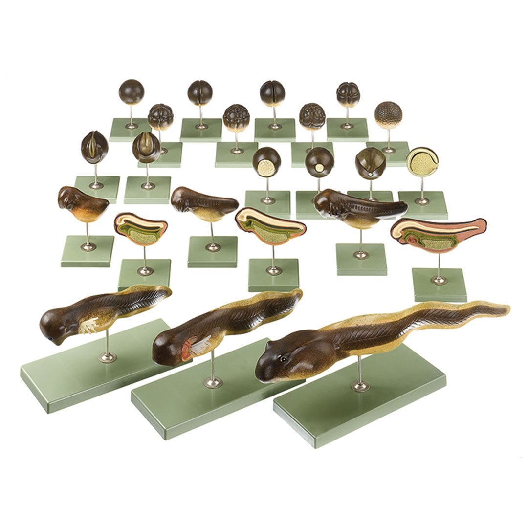 SOMSO® Froschentwicklung bestehend aus 23 Einzelmodellen