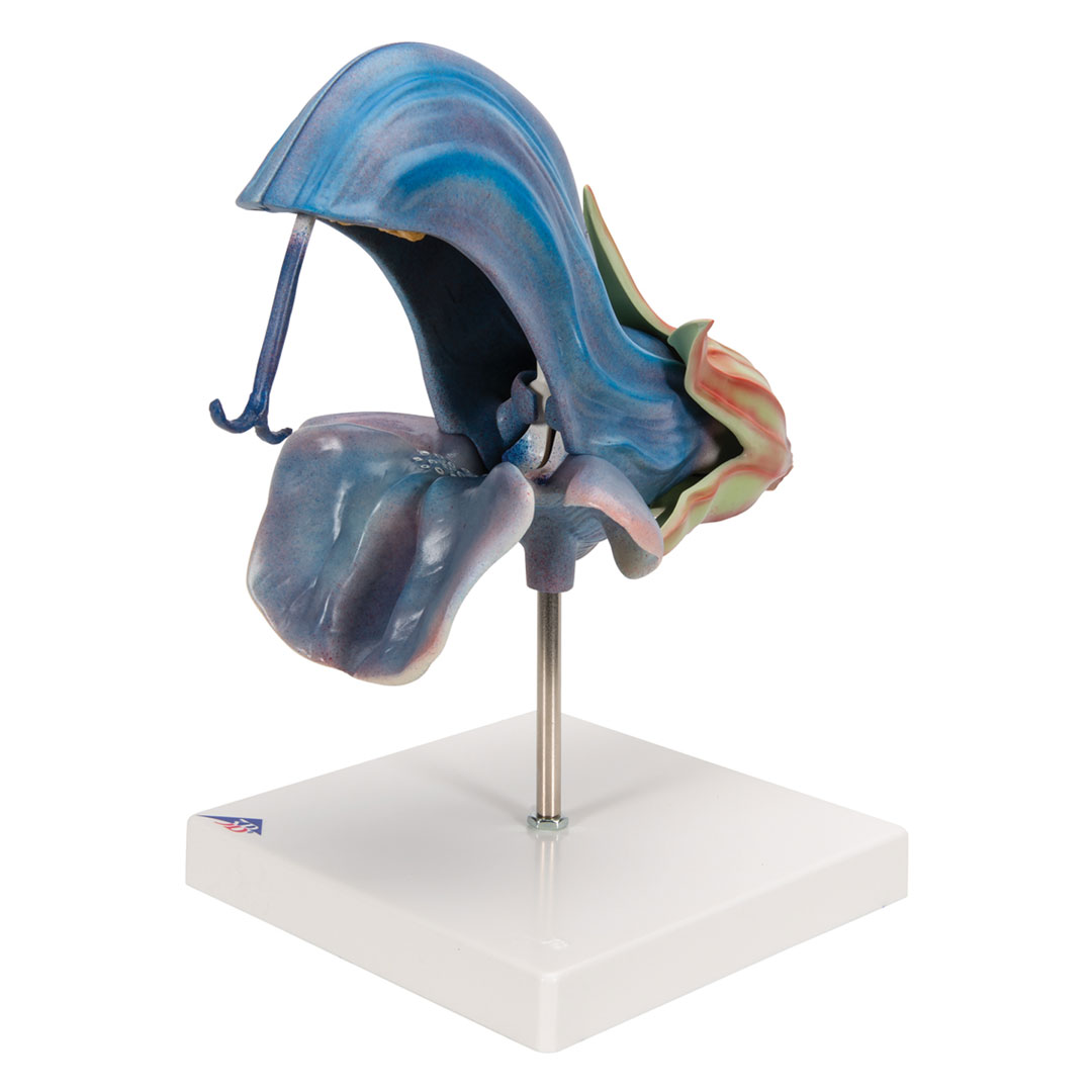 3B SCIENTIFIC Wiesensalbei (T21024)