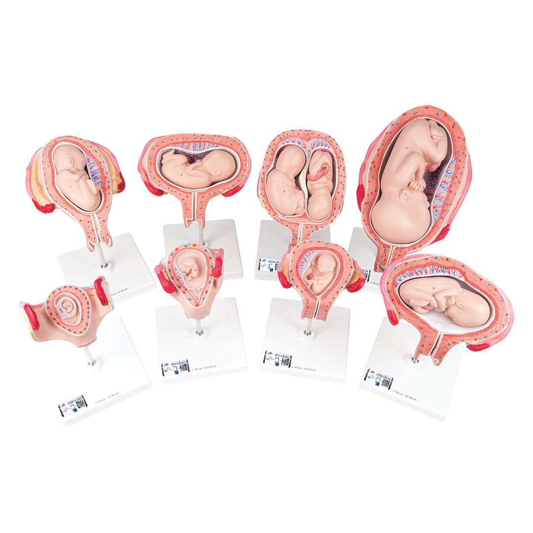 3B SCIENTIFIC Schwangerschaftsserie (L10)