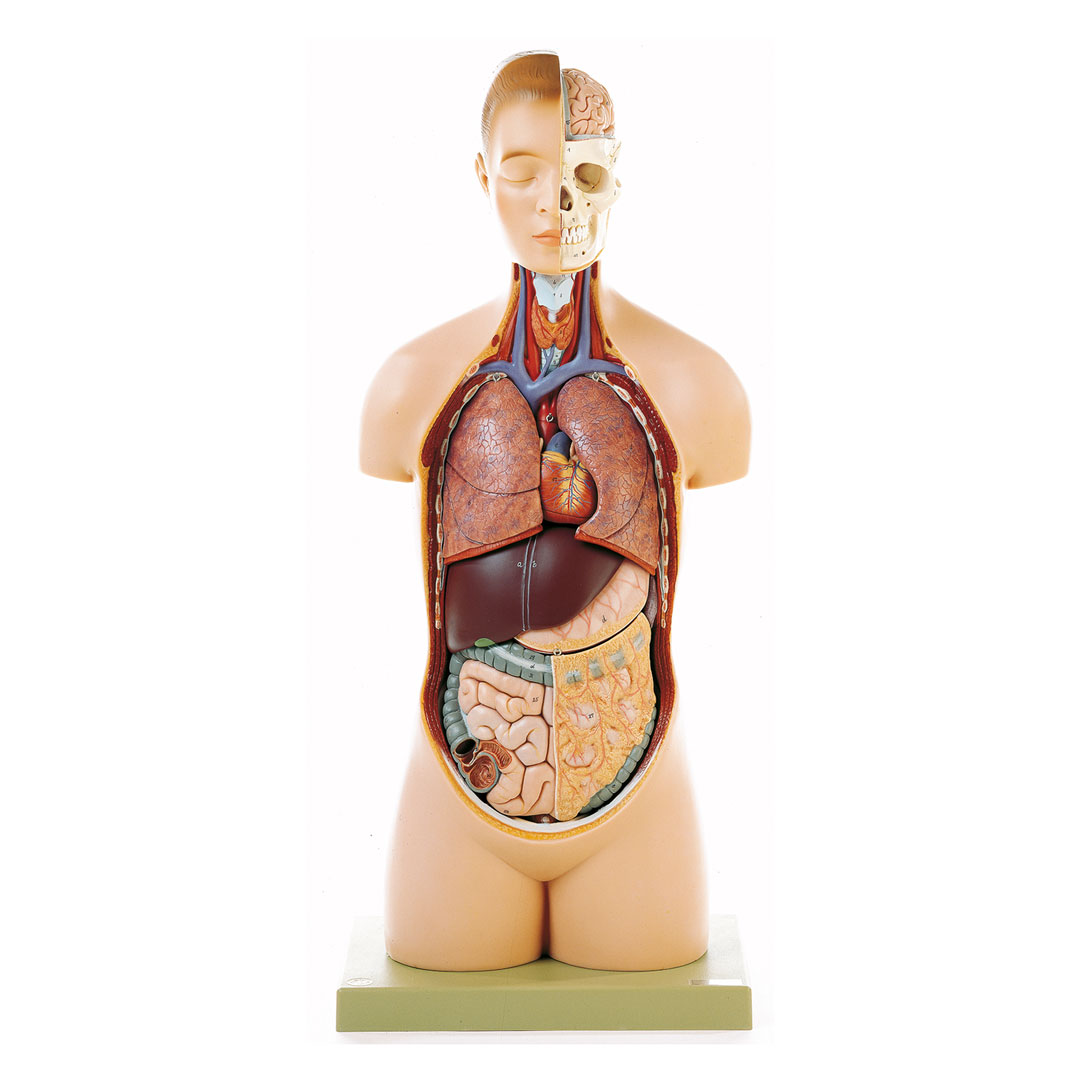 SOMSO® Jünglingstorso m.K., 8 T. nat.Grösse