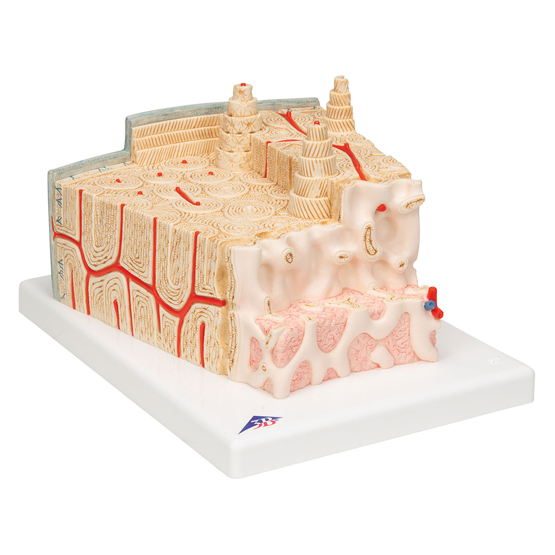 3B SCIENTIFIC Knochenstruktur (A79)