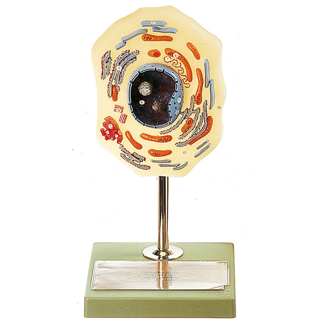 SOMSO® Tierische Zelle, 10000 fach vergrössert SOMSO® Tierische Zelle, 10000 fach vergrössert