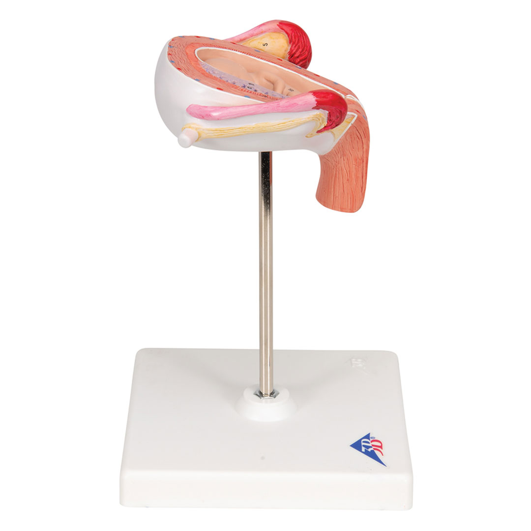 3B SCIENTIFIC Uterus mit Embryo, 3. Monat (L10/3)
