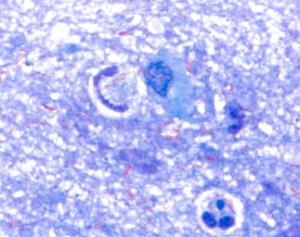 Methylenblau Lösung nach Löffler, 500ml