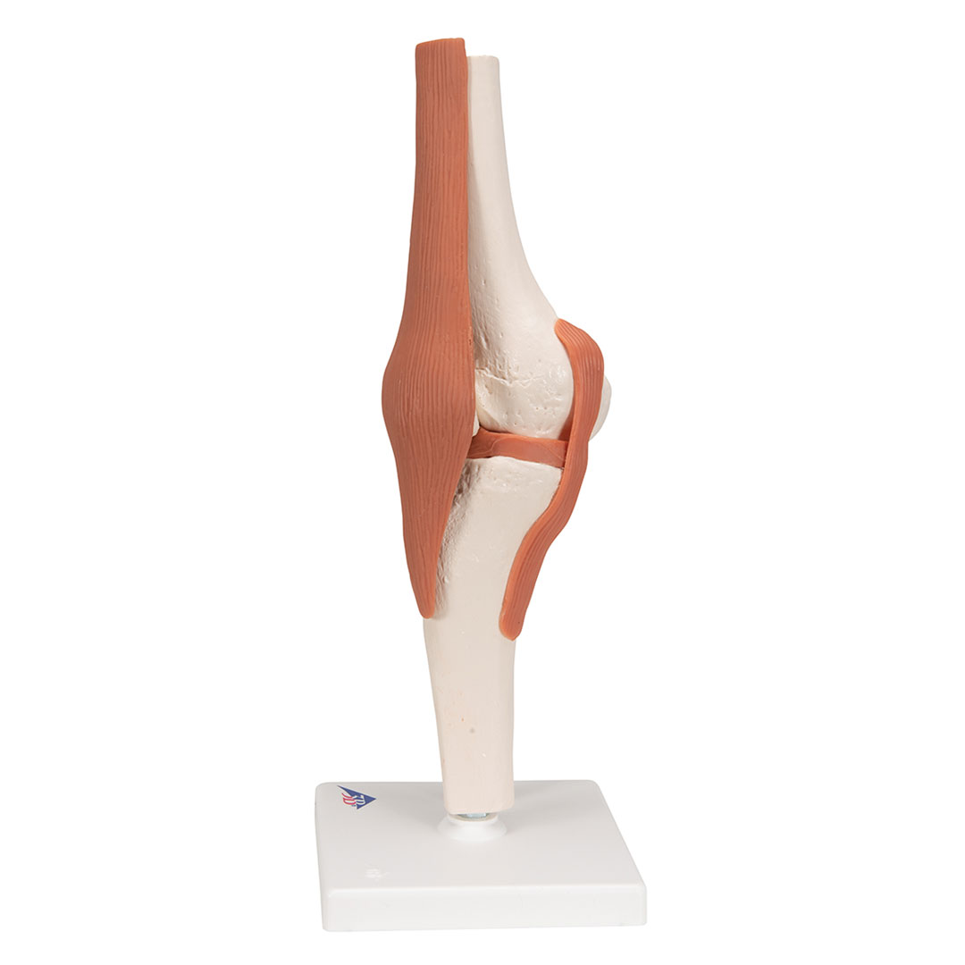 3B SCIENTIFIC Kniegelenk, Funktionsmodell (A82)