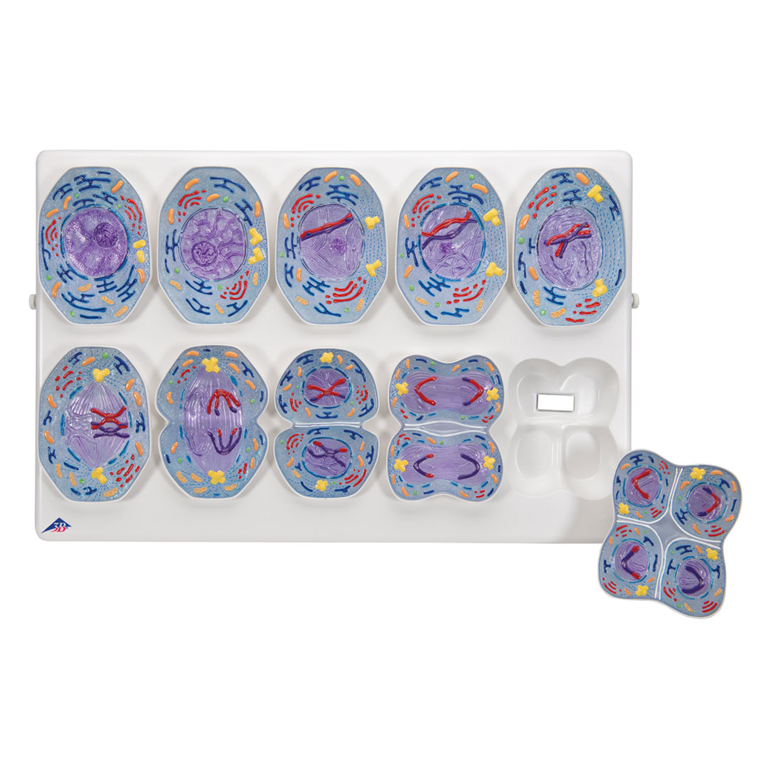 3B SCIENTIFIC Meiose, Modell (R02/1)