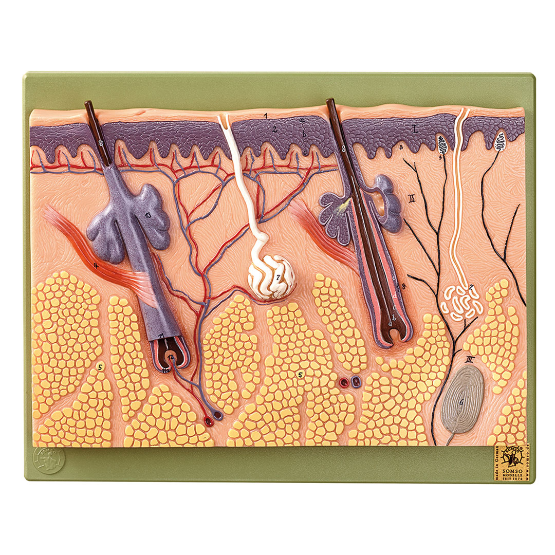 SOMSO® Hautdurchschnitt