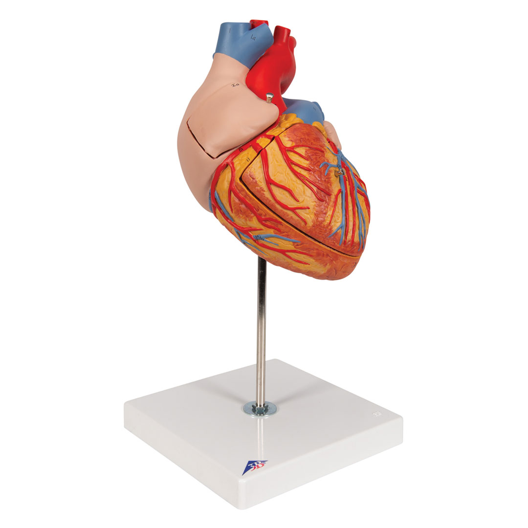 3B SCIENTIFIC Herz,  4-teilig, 2-fache Grösse (G12)