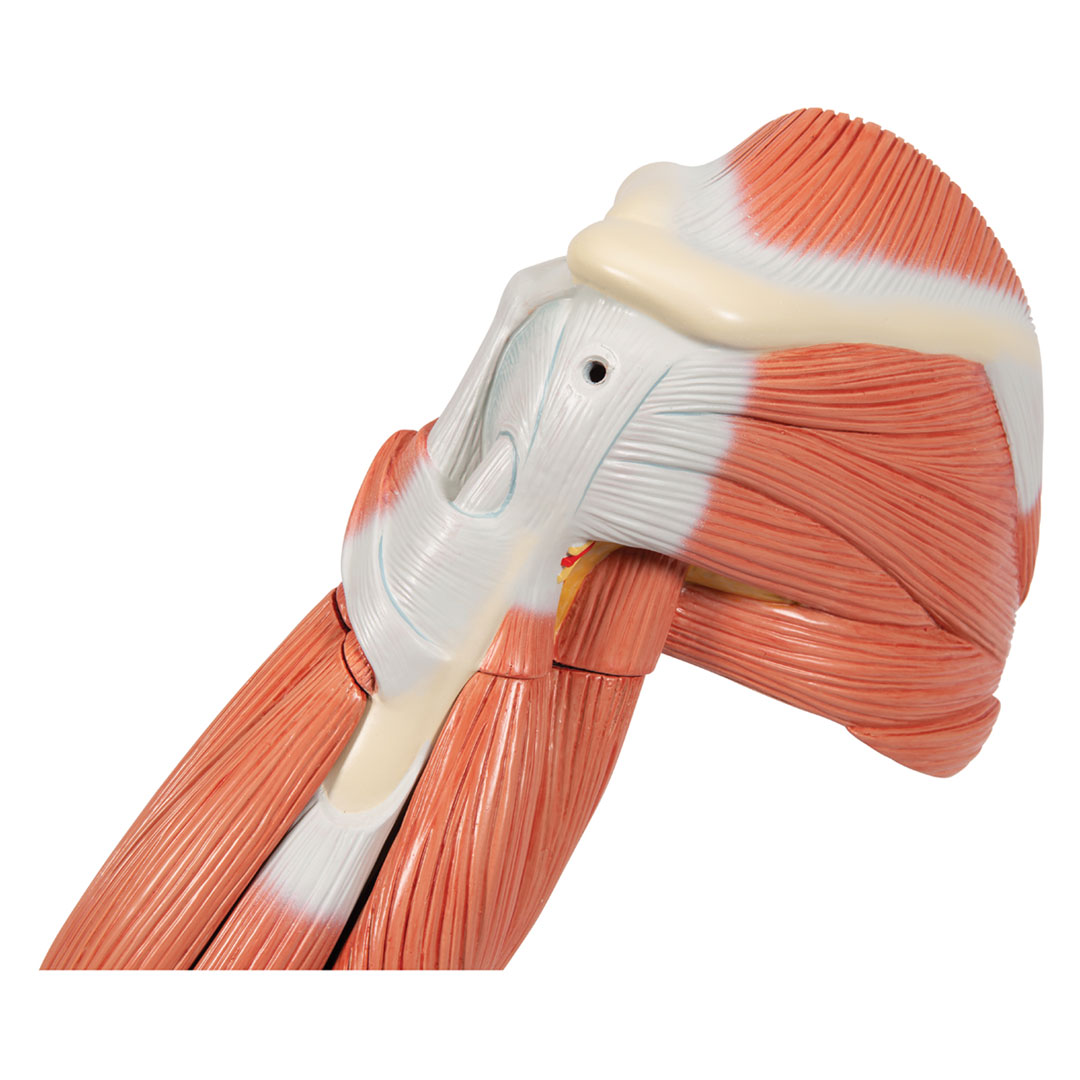 3B SCIENTIFIC Muskelarm, 6-teilig 3B SCIENTIFIC Muskelarm, 6-teilig