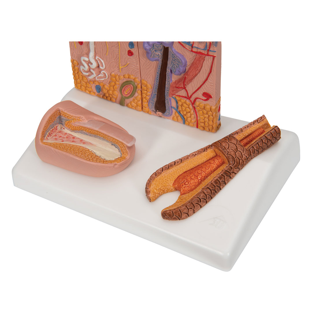 3B SCIENTIFIC Hautschnitt, Tischmodell, 10x12,5x14cm (J14)