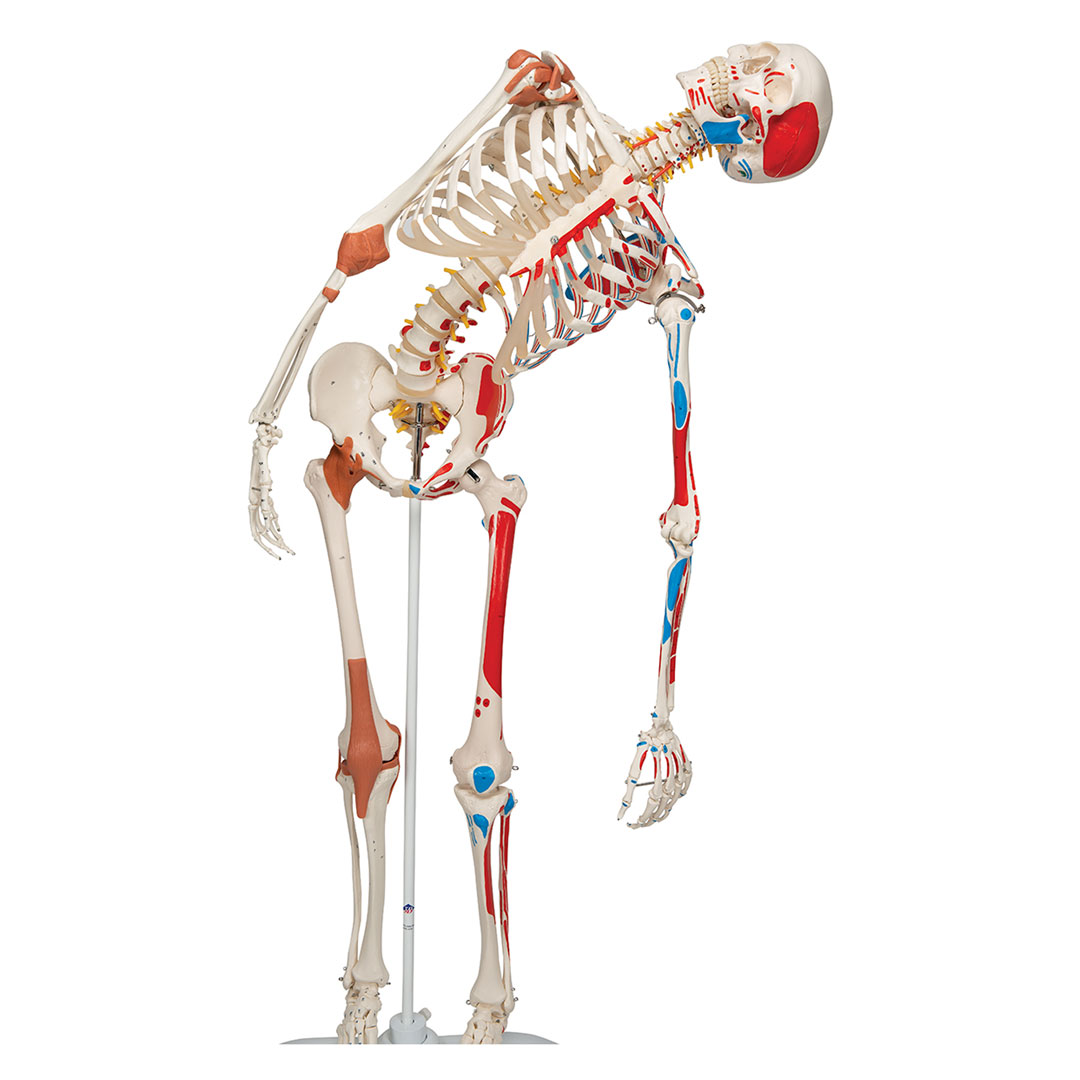 3B SCIENTIFIC Skelett Sam, mit Gelenkbändern, Muskelursprung etc. (A13)