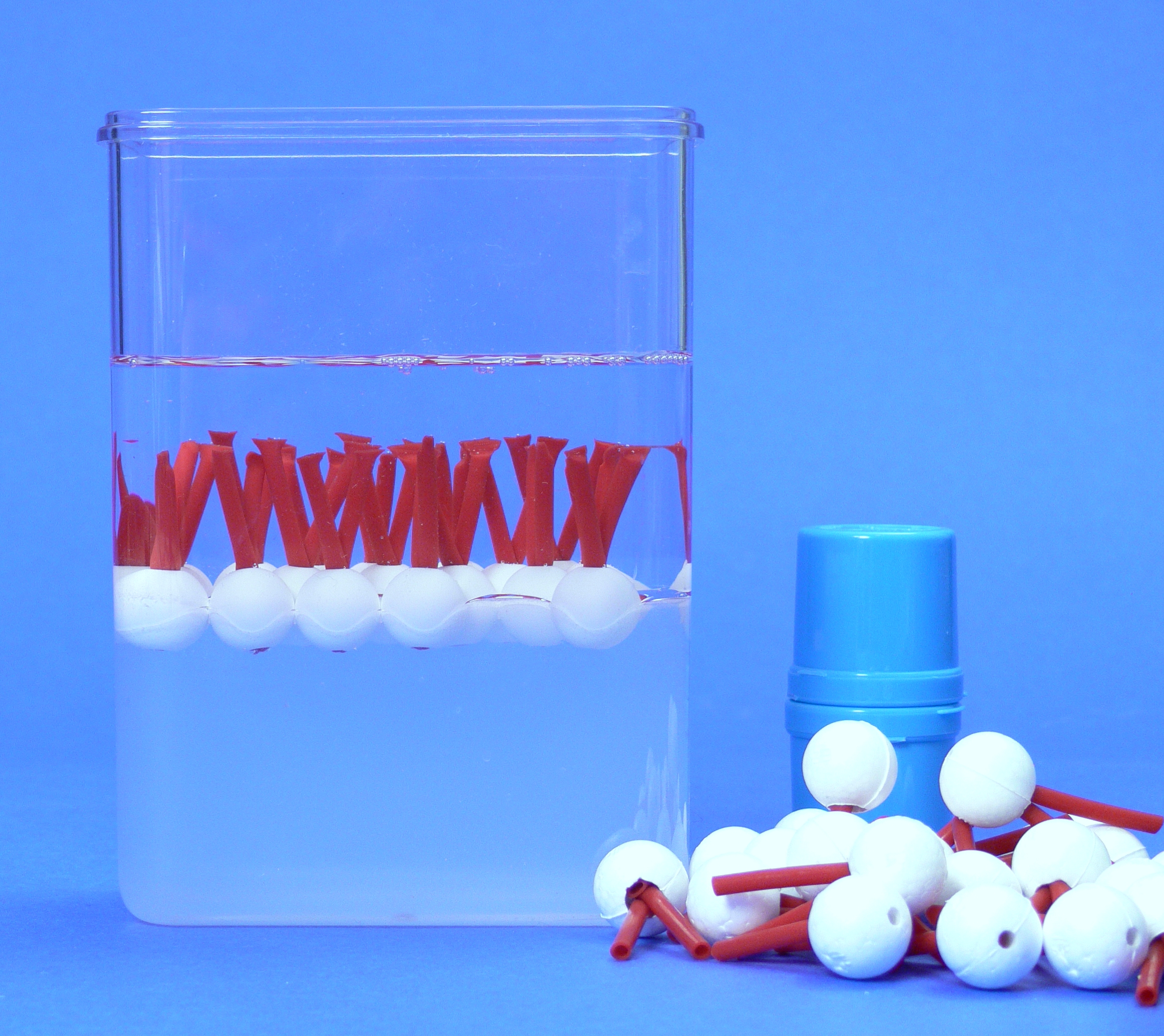 Biomembran Modell